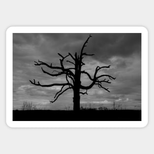 Creepy Tree Sticker